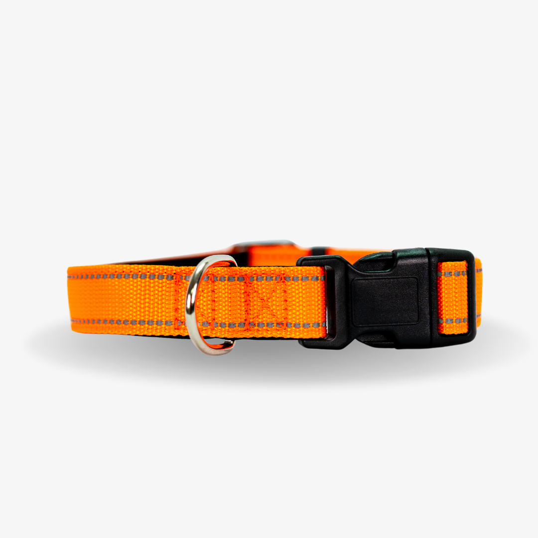 Pack Perro - Correa 10m + Juguete + Collar + Bebedero + Funda coche