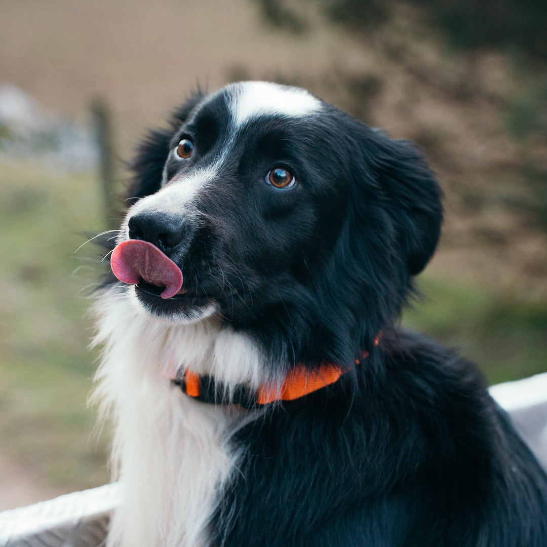 Collar Reflectante Perro YWH - Young Wild Hunters